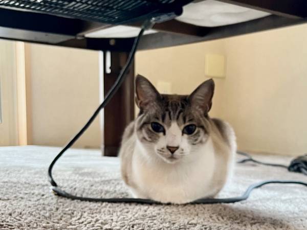 飼い主が猫に謝罪「すみませんでした」　その理由に吹き出す