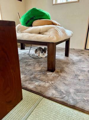 飼い主が猫に謝罪「すみませんでした」　その理由に吹き出す