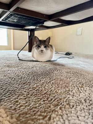 飼い主が猫に謝罪「すみませんでした」　その理由に吹き出す