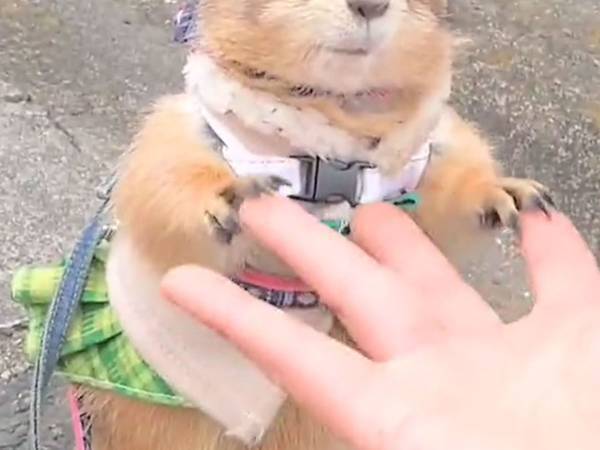 おやつをもらえないと悟ったプレーリードッグ　その様子に「電池切れた？」