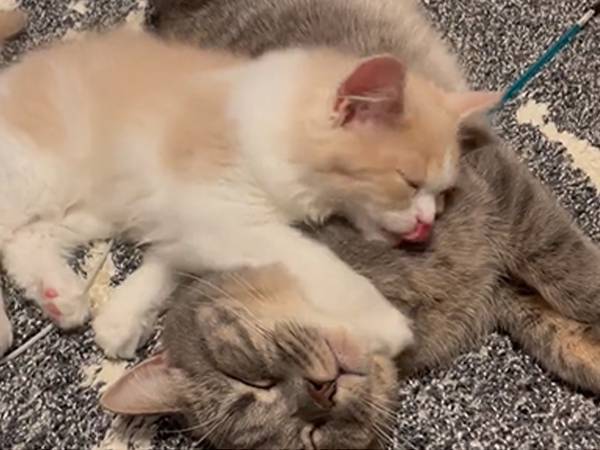 ３０秒の動画に、心洗われる　お兄ちゃんに毛繕いをしていた子猫が…？