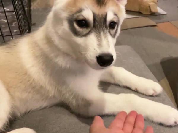 「外なのに笑った」「強すぎる」　子犬にお手を教えていたら、まさかの展開に