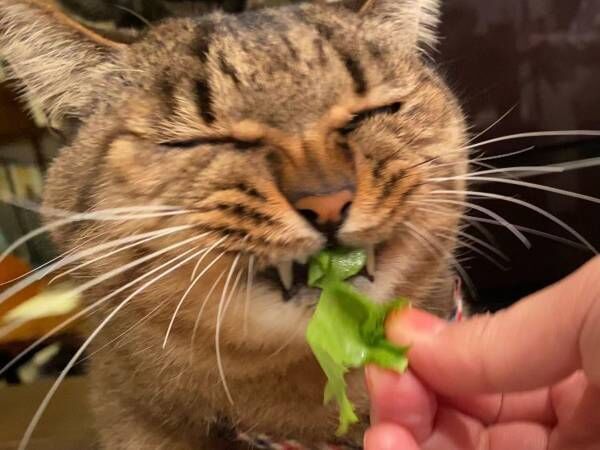 「うちの猫、白菜を食べると笑顔になります！」　そんなワケ…と思いきや、本当だった