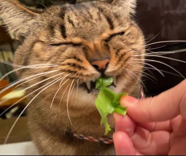 「うちの猫、白菜を食べると笑顔になります！」　そんなワケ…と思いきや、本当だった