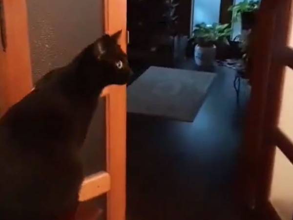 外出しようとする父親に、猫がまさかの行動に！　「尊い」「ほほ笑ましい」