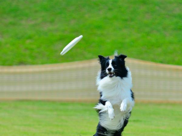 「想像しただけで笑いが…」「愉快な事故！」　混み合うドッグランにいたら…？