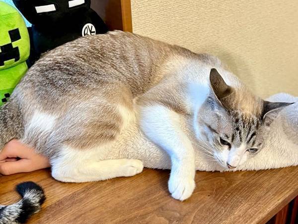 「学校…行かないで…」　外出を全力阻止する猫に悶絶！