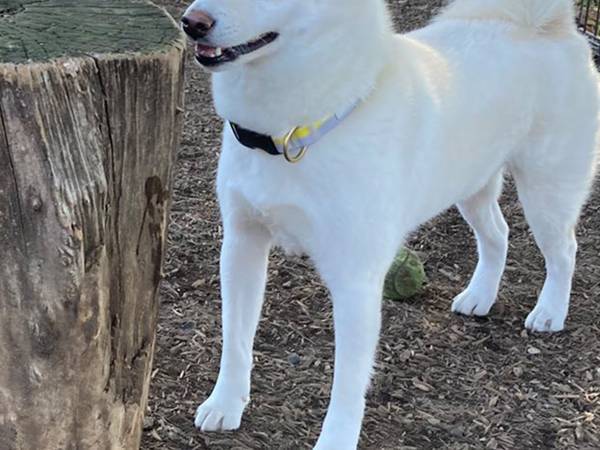 ヘラヘラしながら木陰にいる柴犬　『犬見知り』する姿に吹き出す