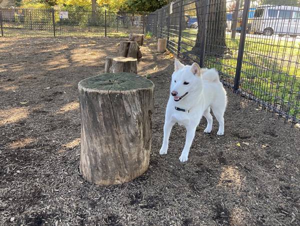 ヘラヘラしながら木陰にいる柴犬　『犬見知り』する姿に吹き出す