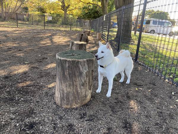 ヘラヘラしながら木陰にいる柴犬　『犬見知り』する姿に吹き出す