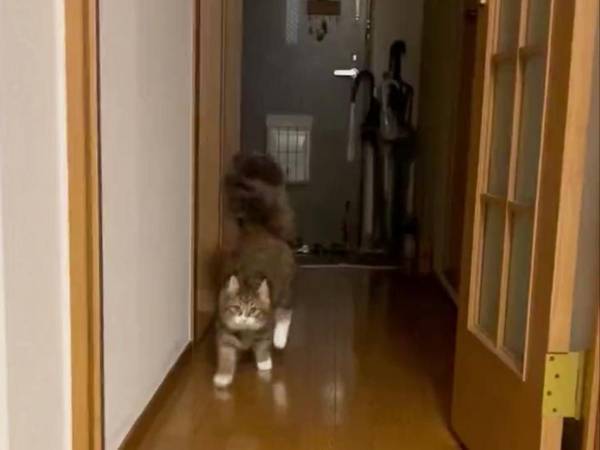 猫の『やんのかステップ』をご覧ください　行動に「爆笑した」「最高の動き」