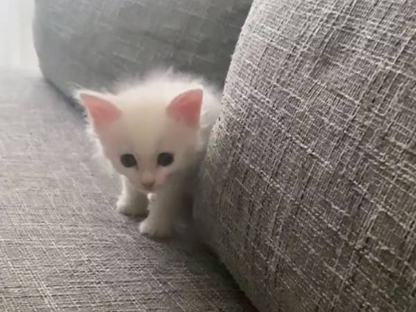 獲物に近付く１匹の子猫　飼い主のもとに到着すると？