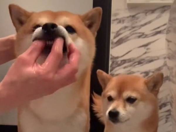 待っててね…！　歯をみがいてもらうのを待つ柴犬の姿に「練習してるみたい」