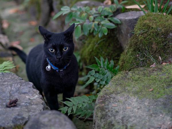 「めっちゃ可愛い」　美術館に侵入した猫　女性スタッフに捕まった時の反応が、こちら