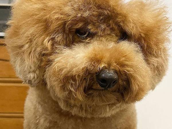 ドライヤー中の犬に「二度見した」　頭の一部が欠けている！？