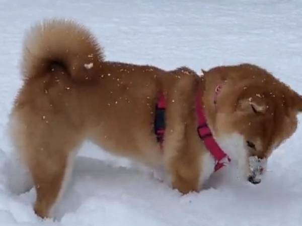 雪が積もり、大喜びする柴犬　まさかの行動に飼い主も驚き！