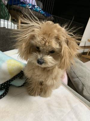 かわいらしいマルプーに「強そう」　思わず笑ってしまう姿がコチラ