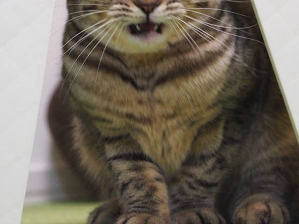 頭をぶつけた猫に「声出して笑った」　顔芸を極めた表情