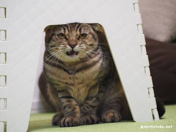 頭をぶつけた猫に「声出して笑った」　顔芸を極めた表情