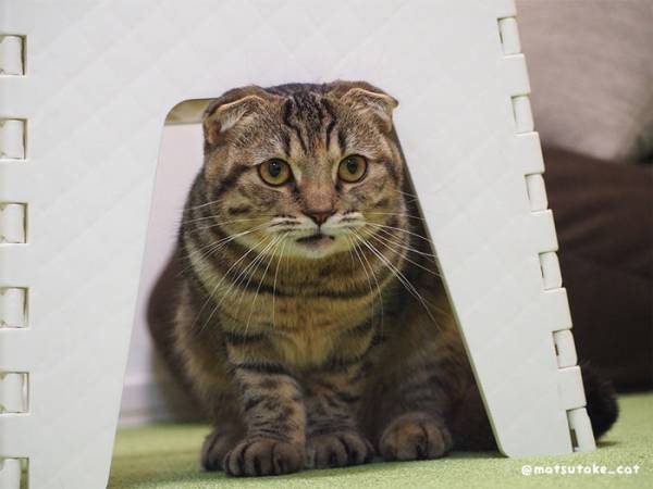 頭をぶつけた猫に「声出して笑った」　顔芸を極めた表情