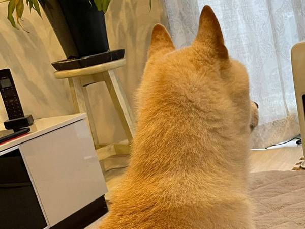 冬の定番グッズを前に、キョトンとする柴犬　その姿に「覚えてないんだろうか…」