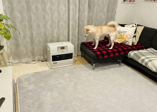 冬の定番グッズを前に、キョトンとする柴犬　その姿に「覚えてないんだろうか…」