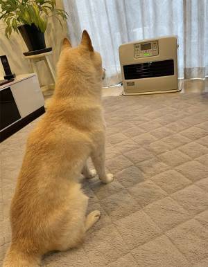 冬の定番グッズを前に、キョトンとする柴犬　その姿に「覚えてないんだろうか…」
