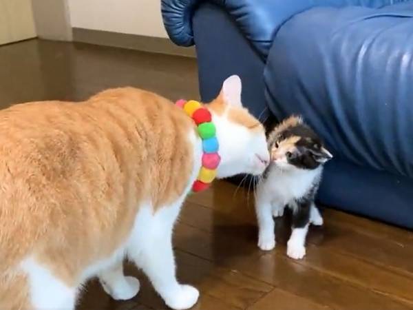 「可愛すぎ」「たまらない」　子猫の遊び相手になろうとした猫　すると、まさかの結末に！