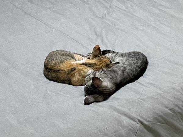 子猫たちに布団を買った結果？　猫飼いから「泣ける」「あるある…ッ！」の声