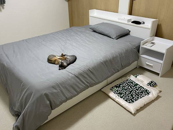 子猫たちに布団を買った結果？　猫飼いから「泣ける」「あるある…ッ！」の声