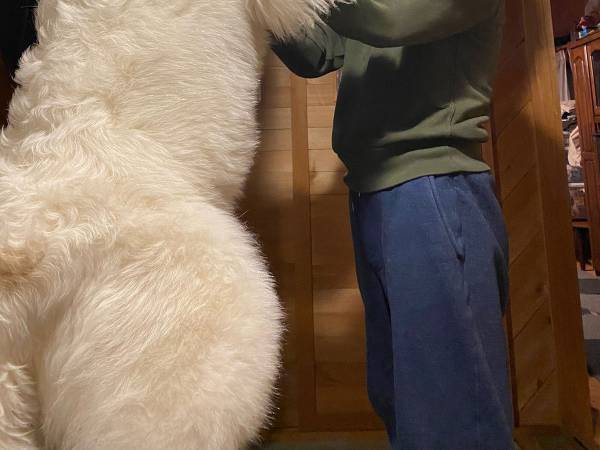 生後半年の『子犬』…！？　飼い主が投稿した２枚の写真にネットざわつく