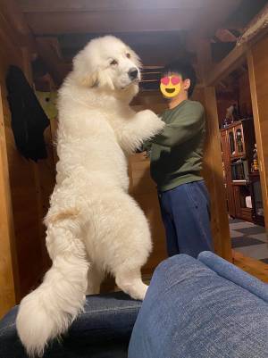 生後半年の『子犬』…！？　飼い主が投稿した２枚の写真にネットざわつく