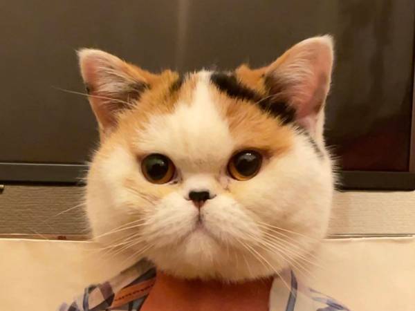 ドヤ顔決める猫の『体』が…？　絶妙なサイズ感に腹筋崩壊