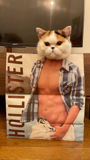 ドヤ顔決める猫の『体』が…？　絶妙なサイズ感に腹筋崩壊