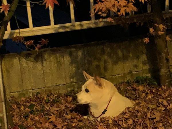帰宅拒否の犬を放置したら、まさかの光景　「ずっと笑ってる」「表情も最高」
