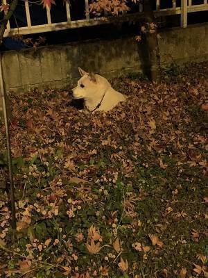 帰宅拒否の犬を放置したら、まさかの光景　「ずっと笑ってる」「表情も最高」