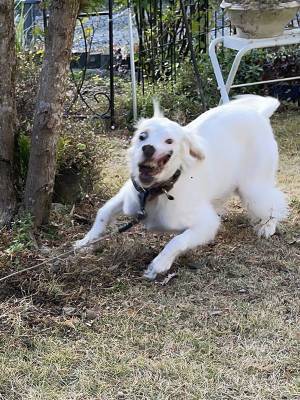 「うちの犬の作画崩壊が酷すぎるんだけど」　凄まじい１枚に「腹がよじれた」の声