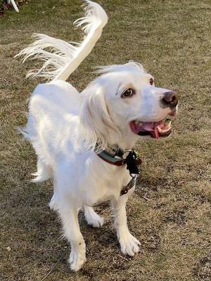 「うちの犬の作画崩壊が酷すぎるんだけど」　凄まじい１枚に「腹がよじれた」の声