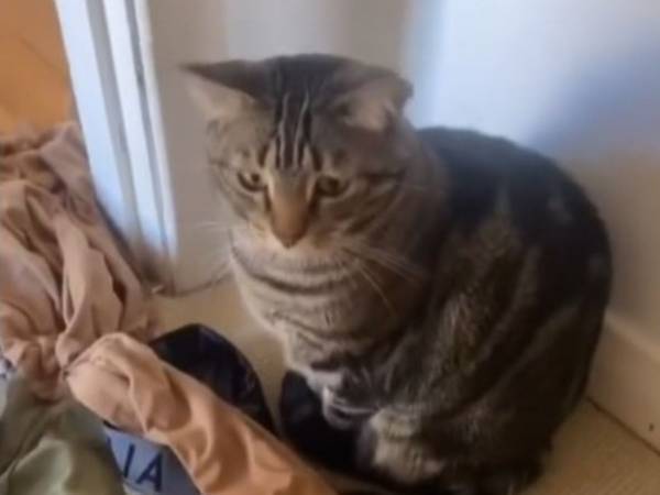 出産間近の女性　愛猫が夜中にしていた『行動』に感激　「優しい猫だ」