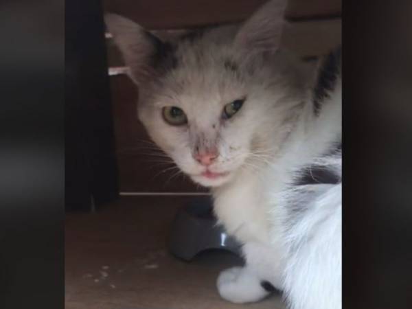 ２匹の飼い猫に近付いてきた野良猫　その数週間後？　「最高の結末」「泣いた」