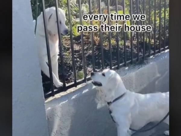 家の前を通る友達に、毎回『プレゼント』をくれる犬　２匹の友情にほっこり