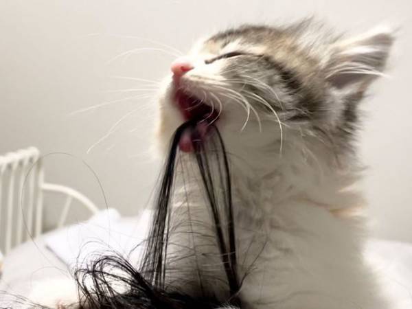 嬉しい…だけども！　子猫が毛づくろいする『場所』に反響