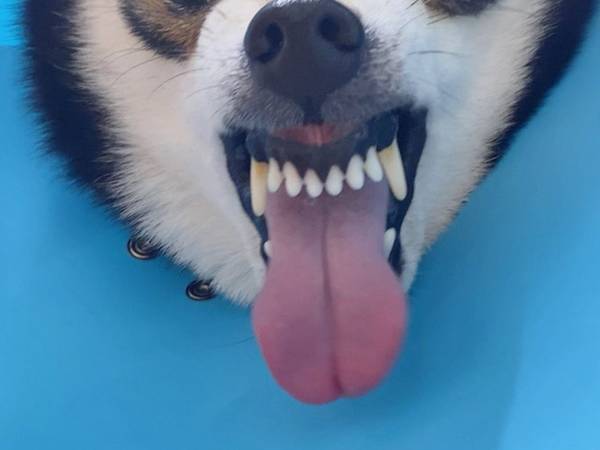 「絶対に…許さんぞ…」動物病院で『豹変』した柴犬　２枚の写真に吹き出す