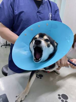 「絶対に…許さんぞ…」動物病院で『豹変』した柴犬　２枚の写真に吹き出す