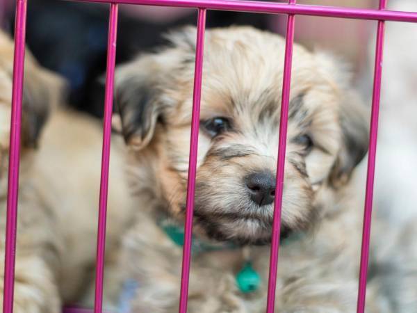 子犬のためにペットサークルを作ったら…結末に大笑い　「かわいすぎる」