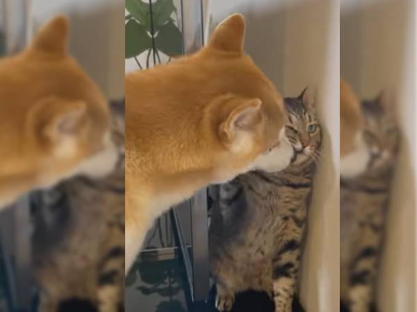 毛づくろいの仕方にこだわる猫が…　こりない柴犬がいじらしい！