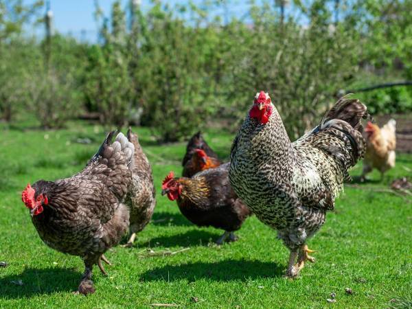 勝手に隣の家の庭で遊んでいる『ペット』を呼んだら？　続く展開に爆笑！