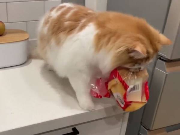 パンを盗み、飼い主に注意される猫　見せた反応に「反省の色はなし」