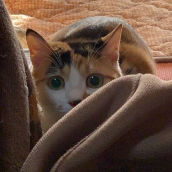 猫と飼い主の熱き争い…！　家の中での出来事に「あるある」