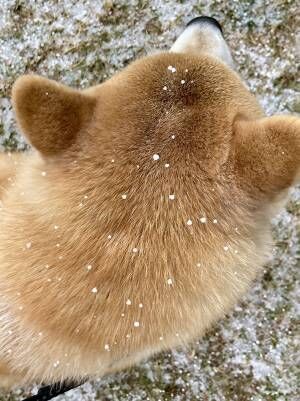 「雪だーーッ！」　初雪に対する柴犬の反応が、１００点満点